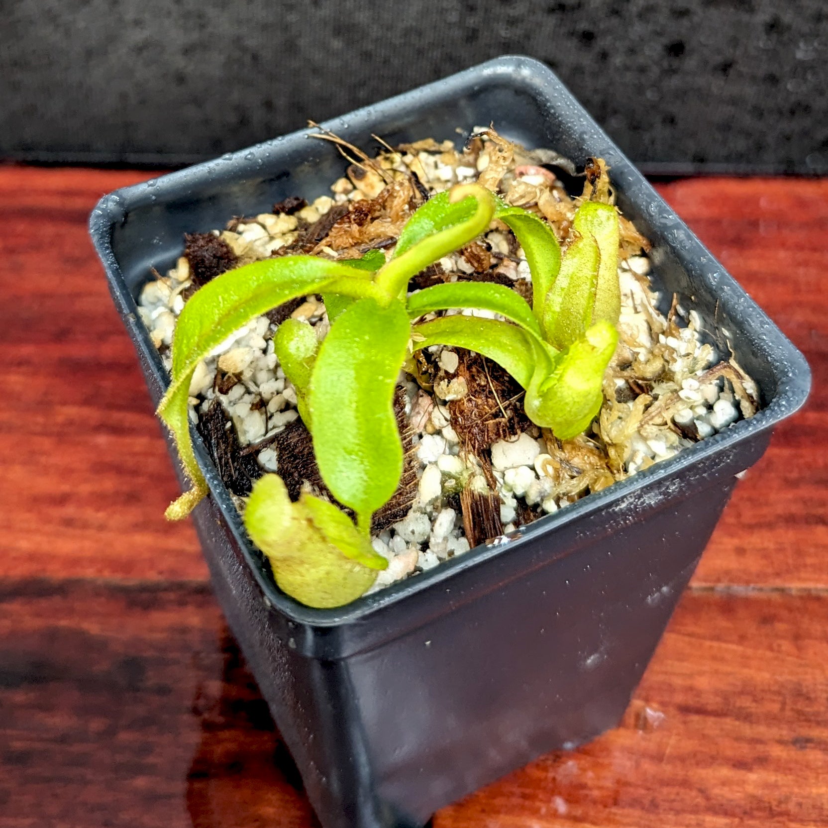 ヘチャン　ポラロイド Nepenthes talangensis x veitchii 