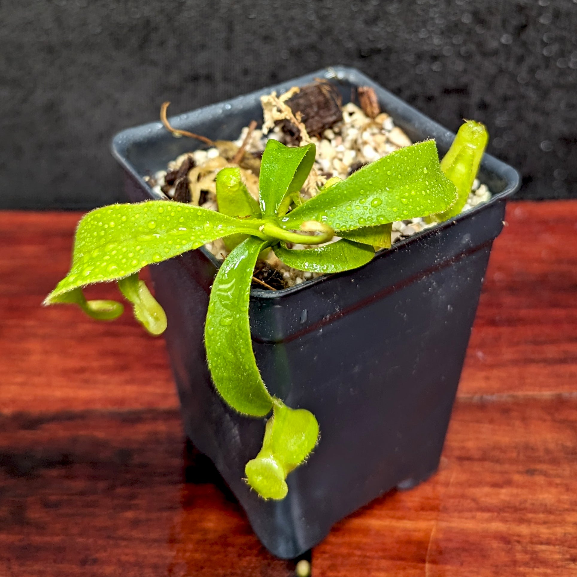 Nepenthes talangensis x veitchii 