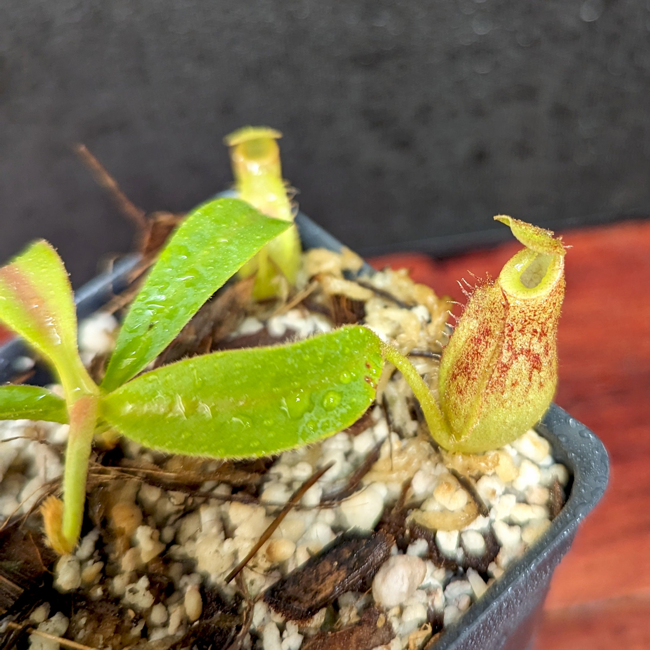 Nepenthes talangensis x veitchii 