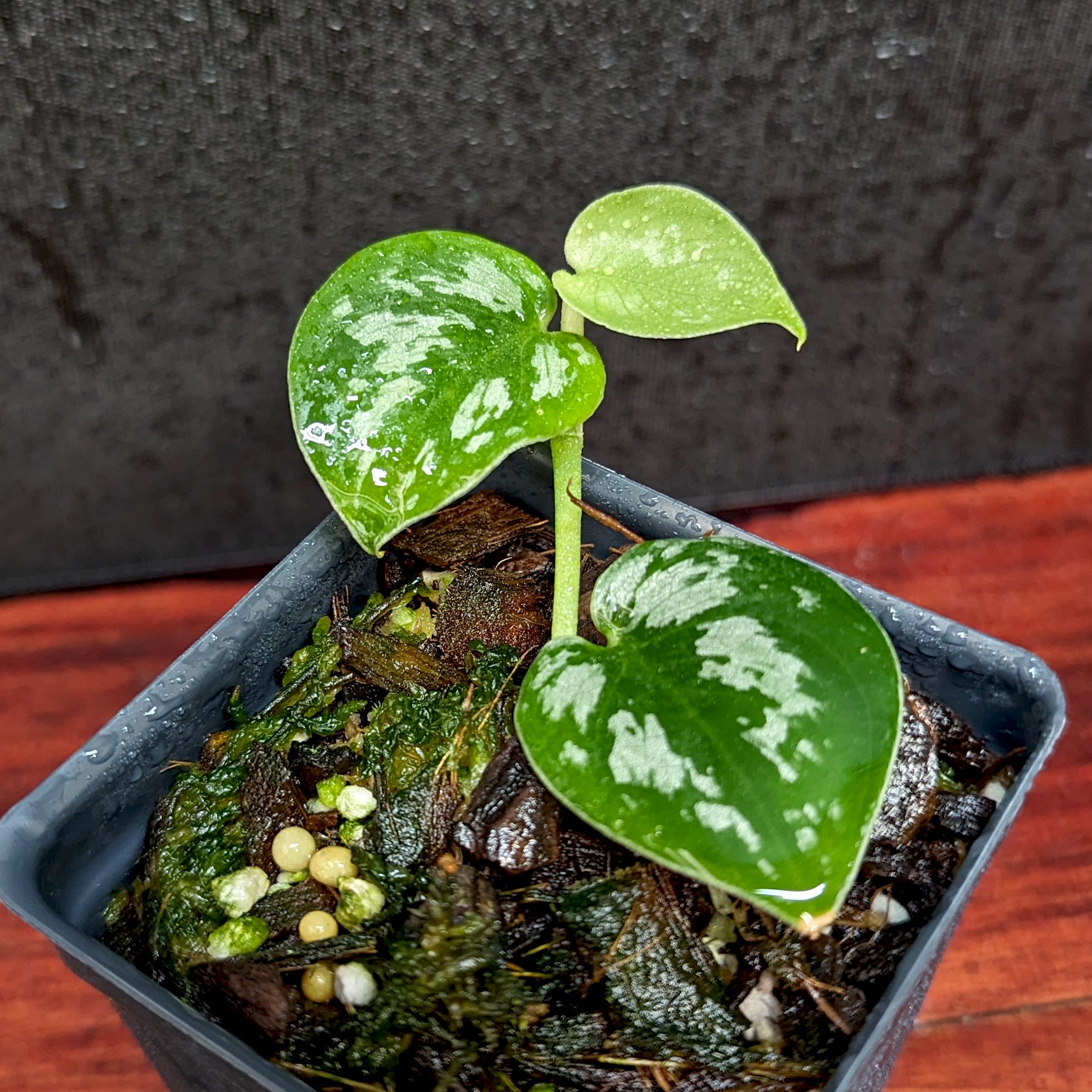 Scindapsus 'Black Mamba' – Carnivero