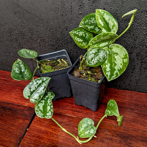 Scindapsus Black Mamba pothos with glossy green leaves and silver variegation in two small black pots