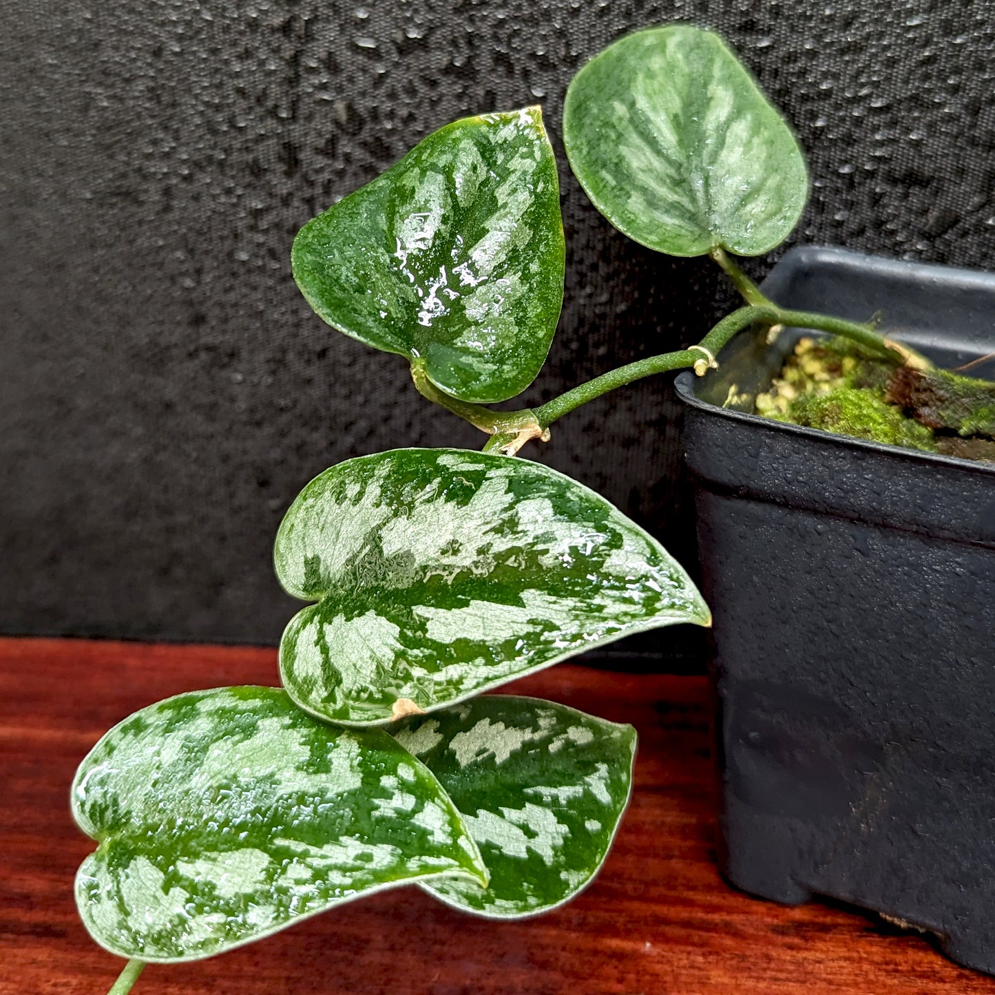black pothos Scindapsus 'Black Mamba' – Carnivero