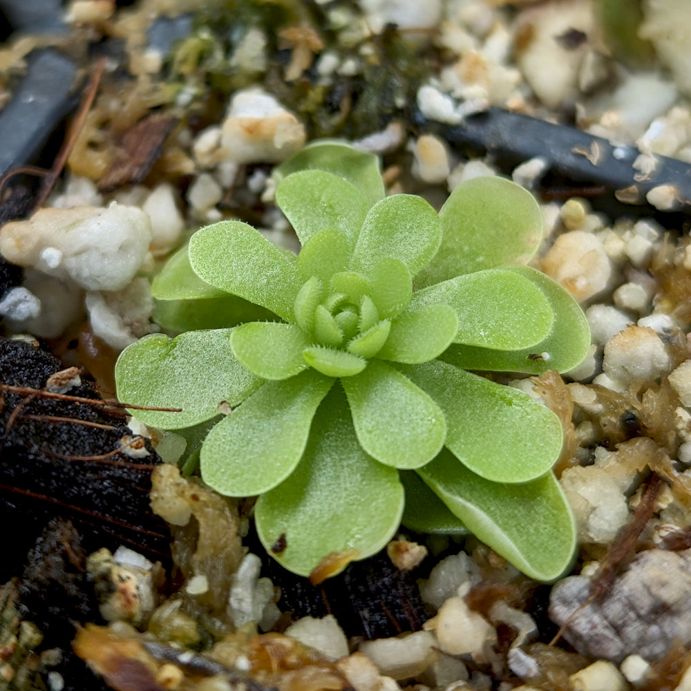 
                      
                         Pinguicula esseriana butterwort, Butterwort, carnivorous plant, gnat eating plant, beginner plant, fungus gnat eating plant, easy to grow, ping, Mexican butterwort, ping plant.
                      
                    