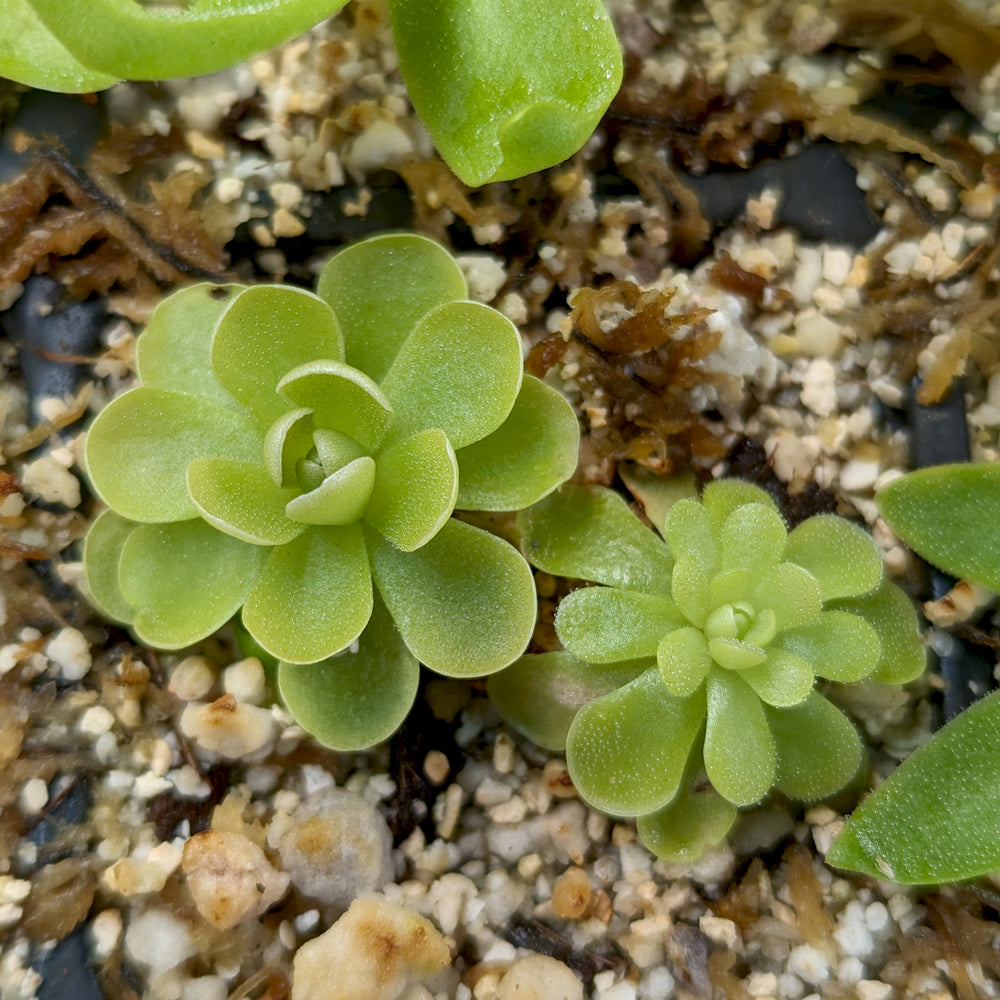 
                      
                         Pinguicula esseriana butterwort, Butterwort, carnivorous plant, gnat eating plant, beginner plant, fungus gnat eating plant, easy to grow, ping, Mexican butterwort, ping plant.
                      
                    