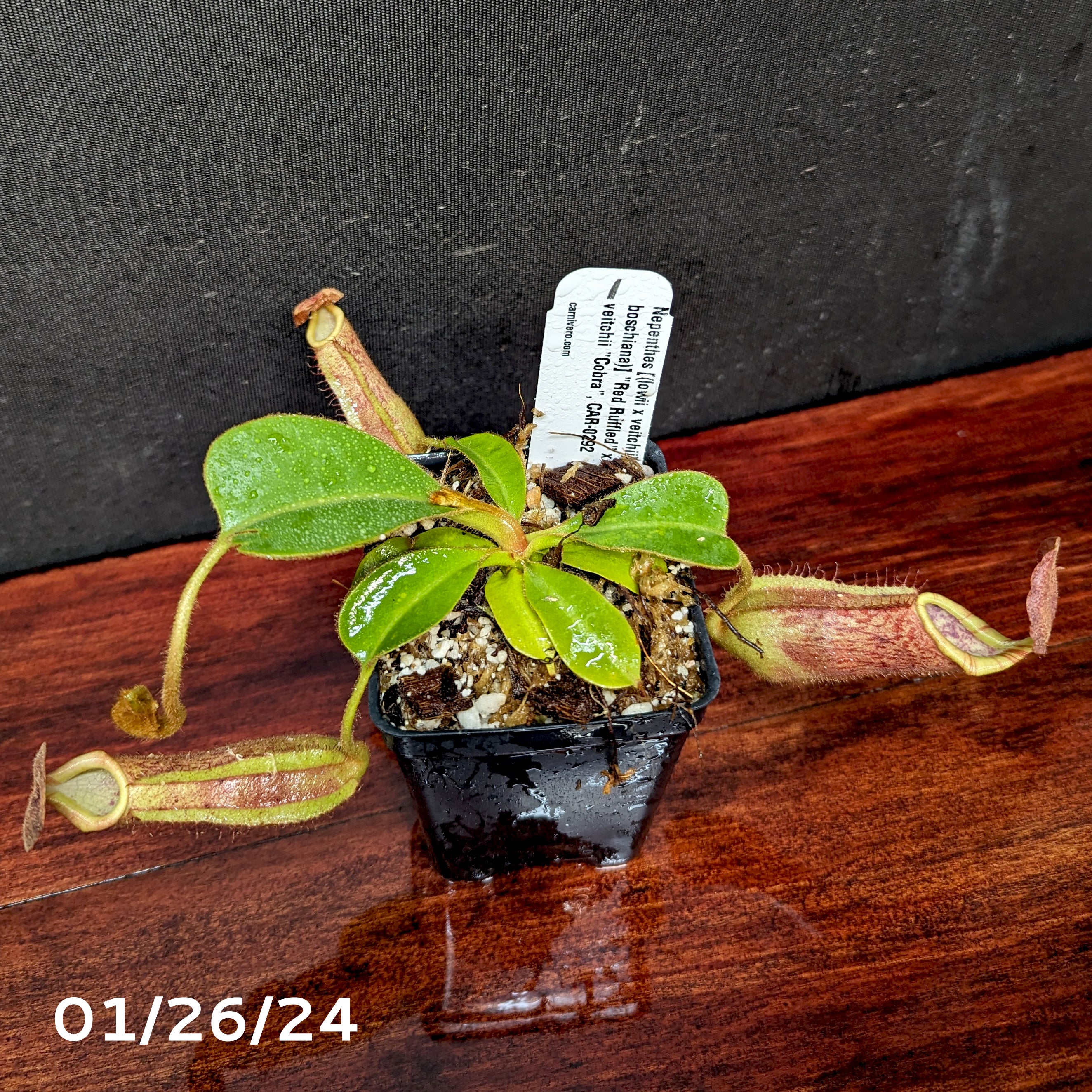 Nepenthes [(lowii x veitchii) x boschiana)] 
