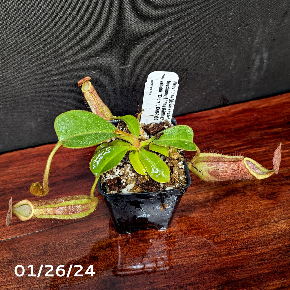 
                      
                        Nepenthes [(lowii x veitchii) x boschiana)] "Red Ruffled" x veitchii "Cobra", CAR-0292 - Exact Plant 01/26/24
                      
                    