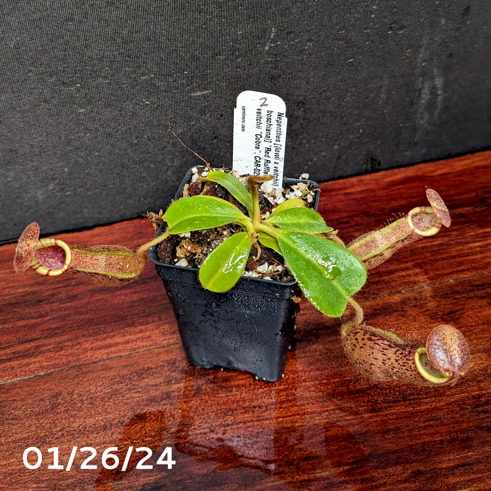
                      
                        Nepenthes [(lowii x veitchii) x boschiana)] "Red Ruffled" x veitchii "Cobra", CAR-0292 - Exact Plant 01/26/24
                      
                    