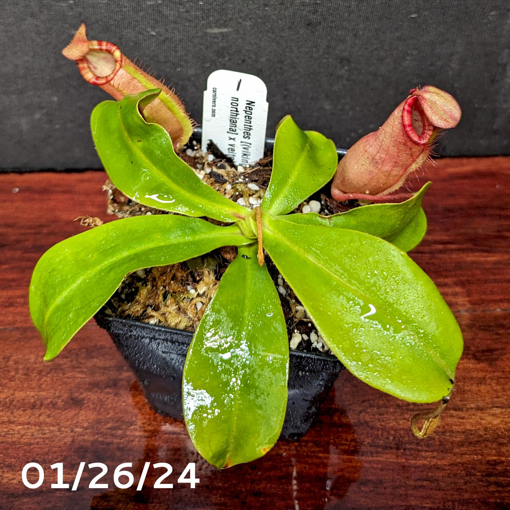 
                      
                        Nepenthes [(Viking x ampullaria) x northiana] x veitchii 'Pink Candy Cane', CAR-0266 - Exact Plant 01/26/24
                      
                    