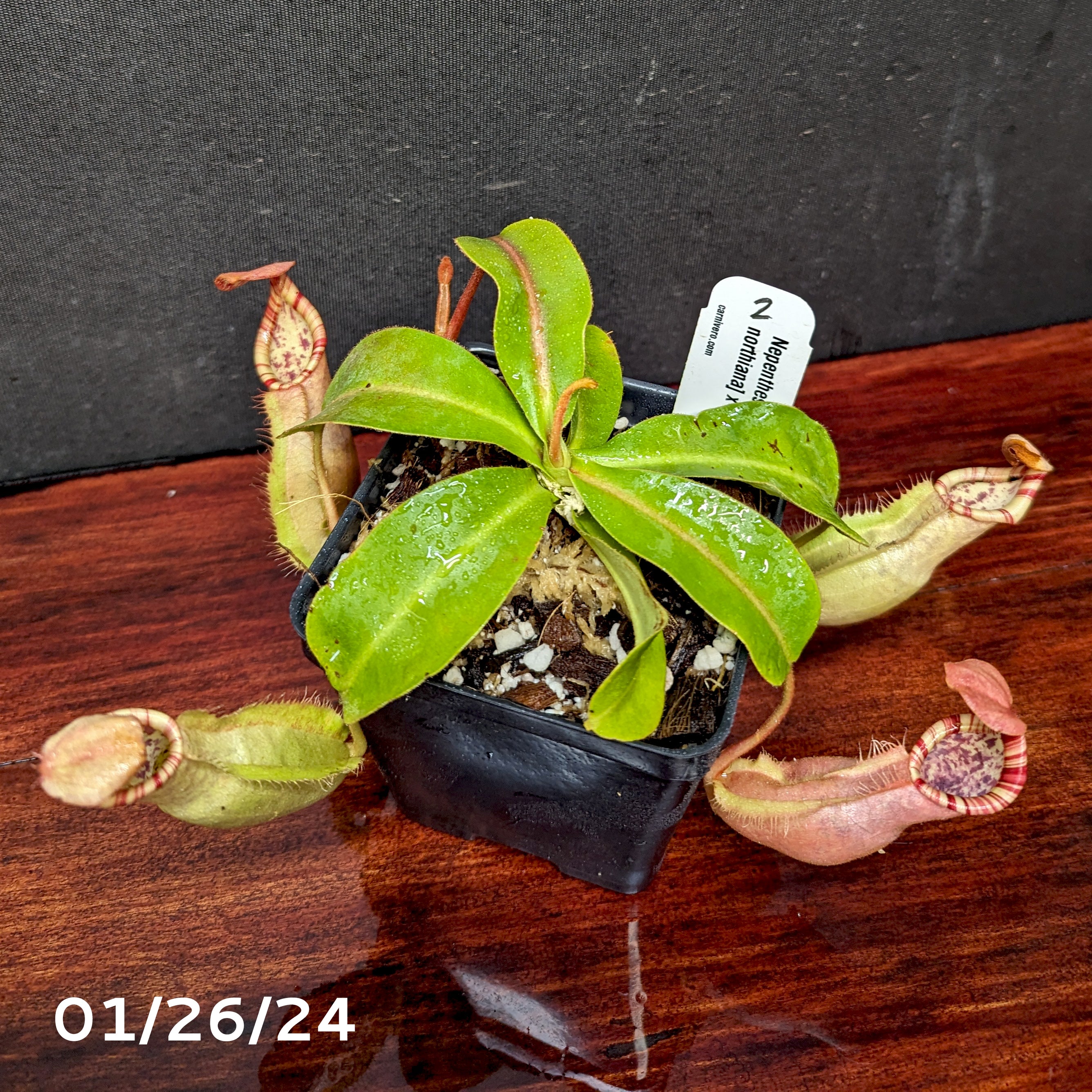 Nepenthes [(Viking x ampullaria) x northiana] x veitchii 'Pink