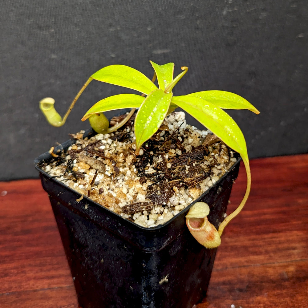 
                      
                        Nepenthes sibuyanensis, BE-3164
                      
                    