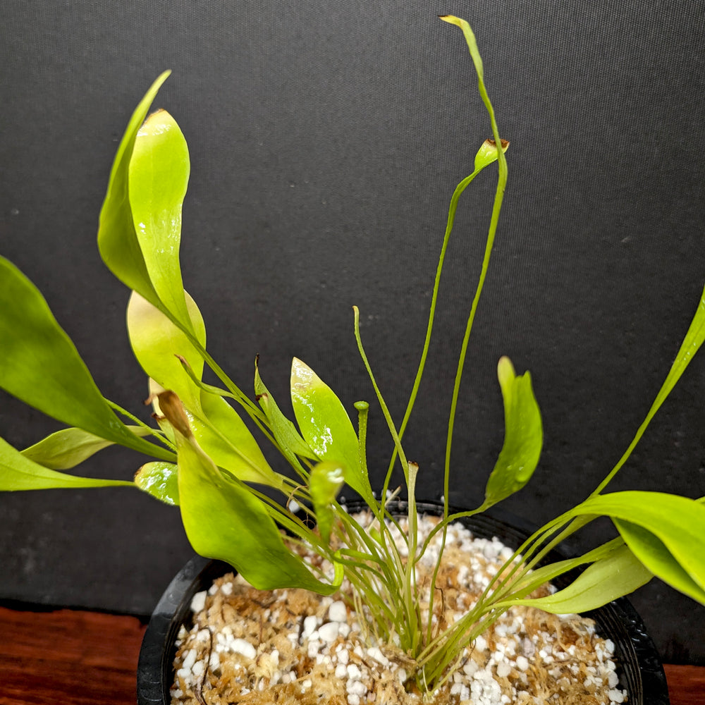 
                      
                        Utricularia alpina, Alpine Bladderwort, CAR-0396
                      
                    