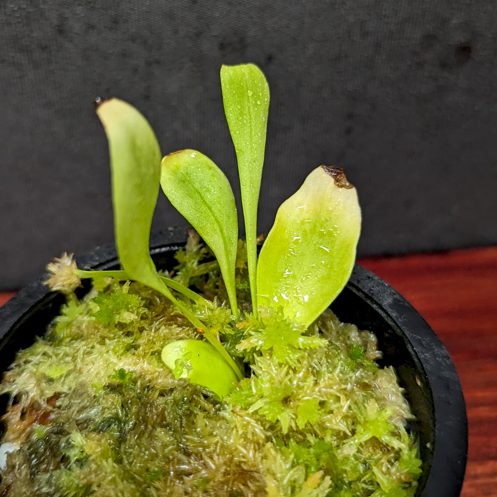 
                      
                        Utricularia alpina, Alpine Bladderwort, CAR-0396
                      
                    