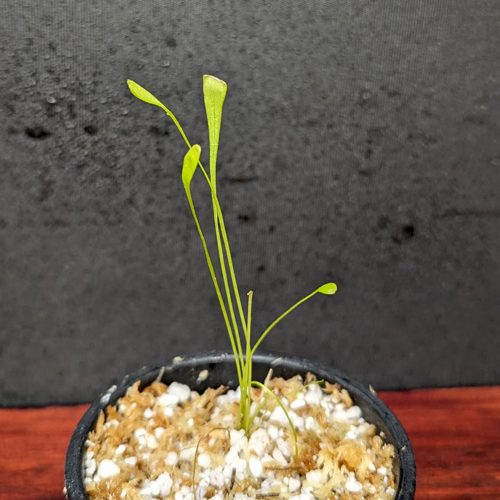 
                      
                        Utricularia alpina, Alpine Bladderwort, CAR-0396
                      
                    