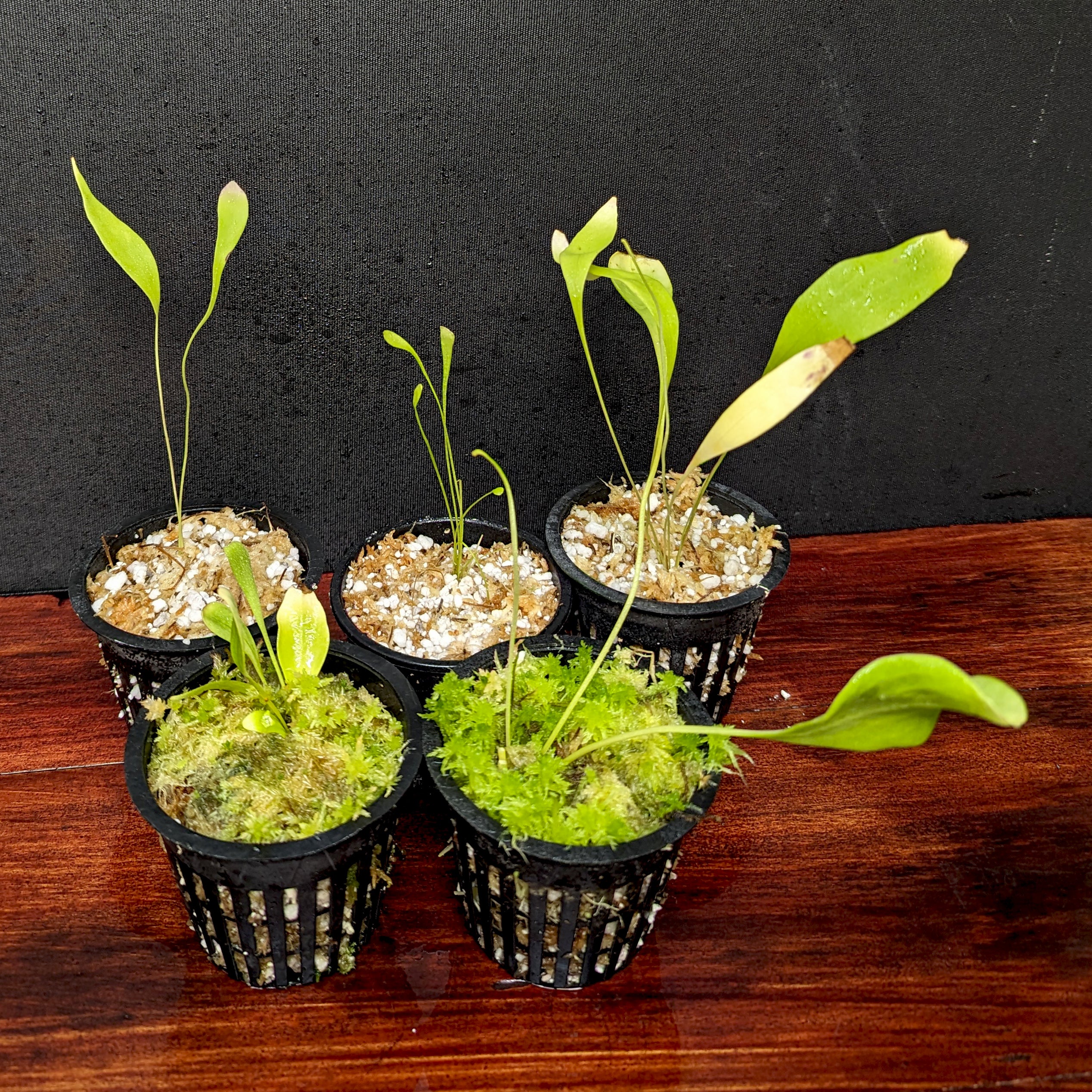 Utricularia alpina, Alpine Bladderwort, CAR-0396 – Carnivero