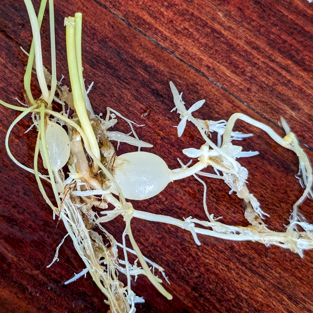 
                      
                        Utricularia alpina, Alpine Bladderwort, CAR-0396
                      
                    