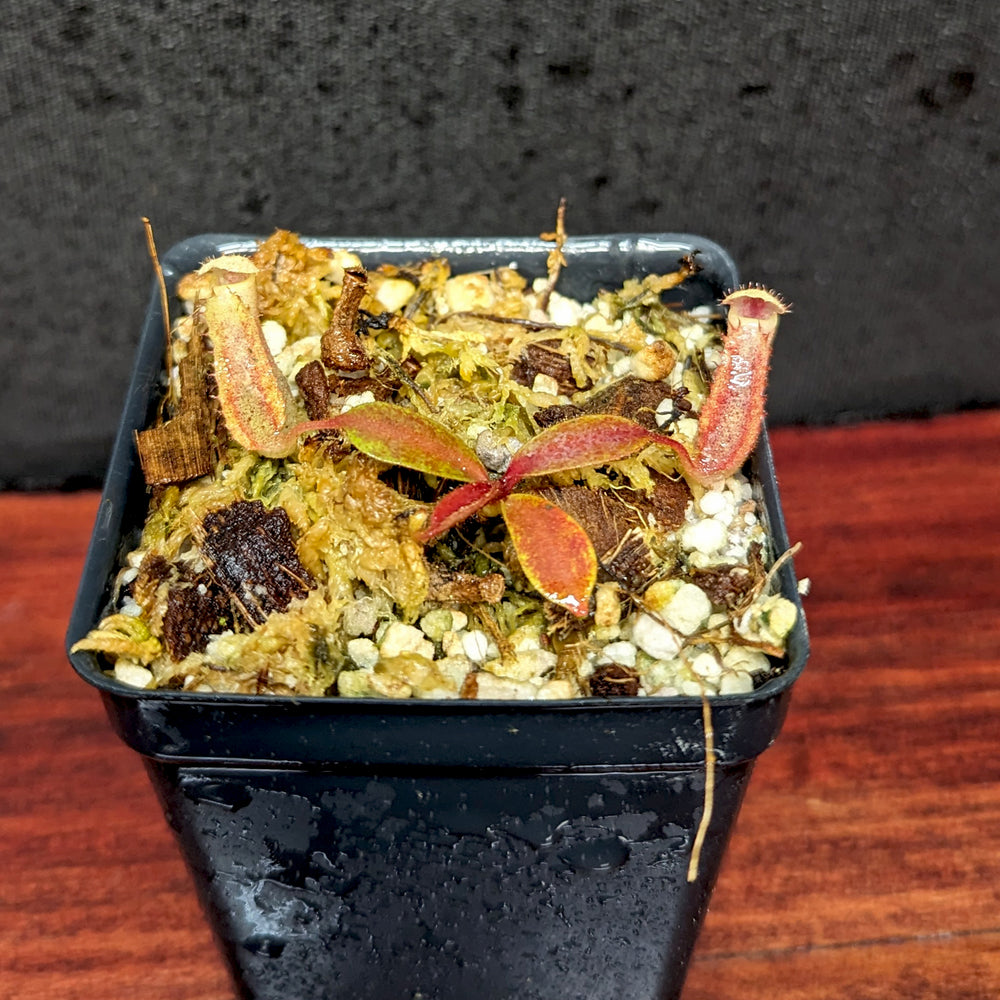 
                      
                        Nepenthes veitchii x clipeata, CAR-0128
                      
                    