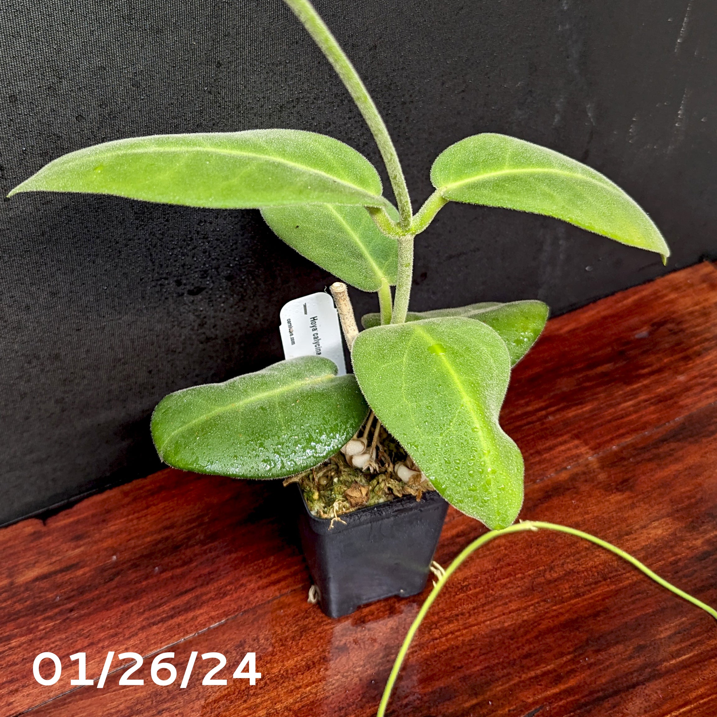 Hoya calycina 'Stargazer' – Carnivero