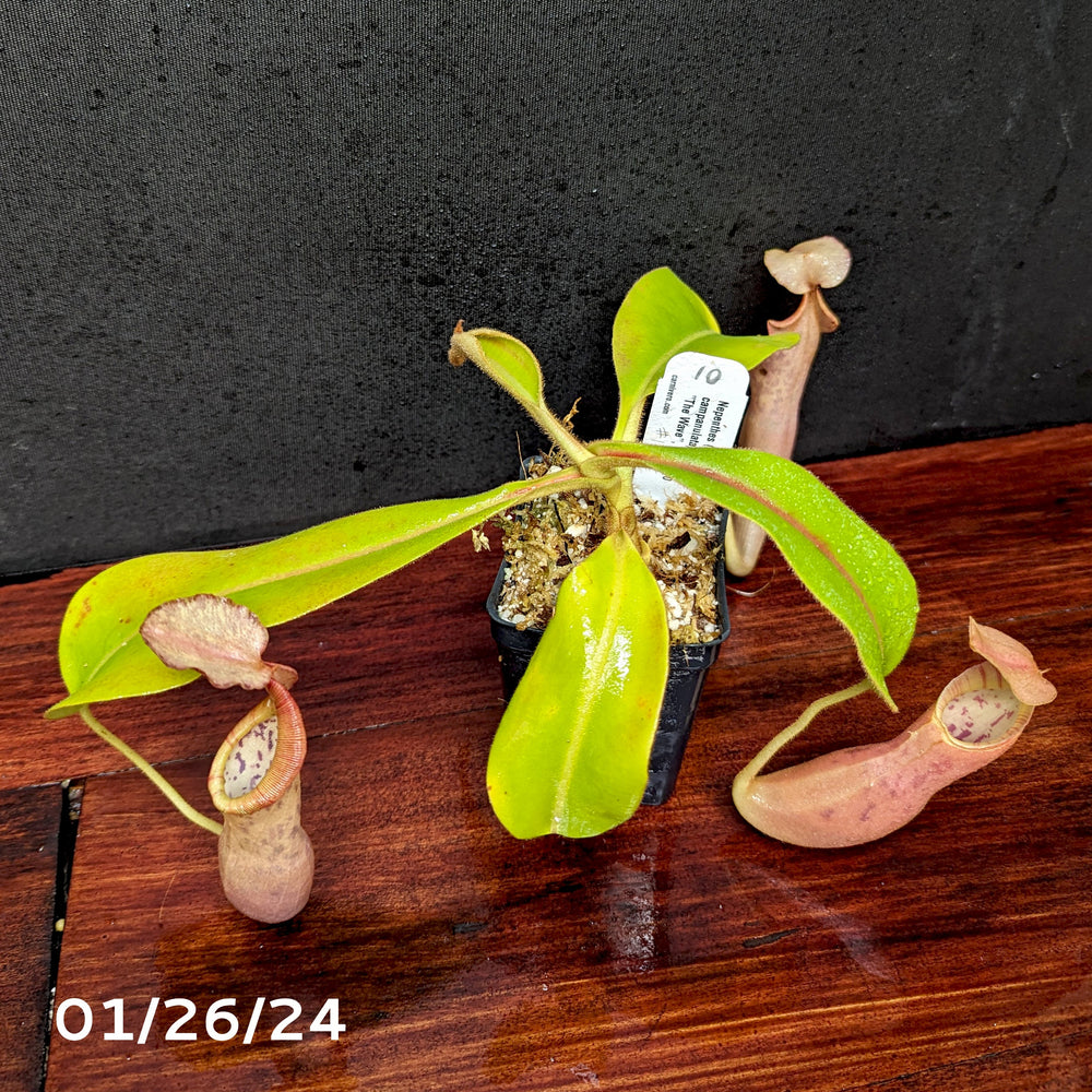 
                      
                        Nepenthes (maxima x campanulata) x veitchii "The Wave", CAR-0070 - Exact Plant 01/26/24
                      
                    