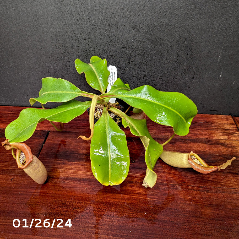 
                      
                        Nepenthes (maxima x campanulata) x veitchii "The Wave", CAR-0070 - Exact Plant 01/26/24
                      
                    