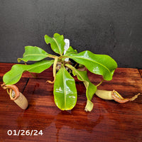 Nepenthes (maxima x campanulata) x veitchii "The Wave", CAR-0070 - Exact Plant 01/26/24