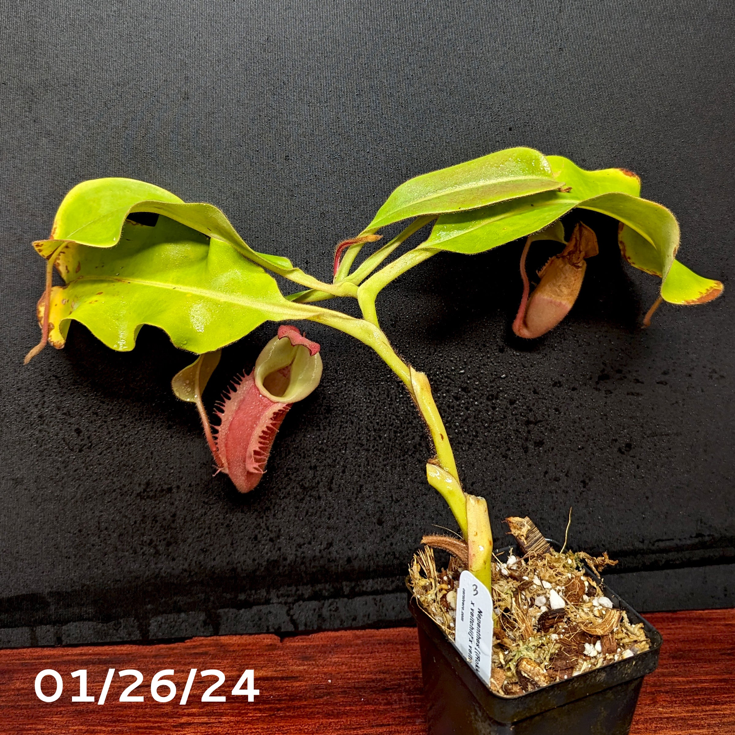 Nepenthes [(Rokko x boschiana) x veitchii] x veitchii (m) - clone