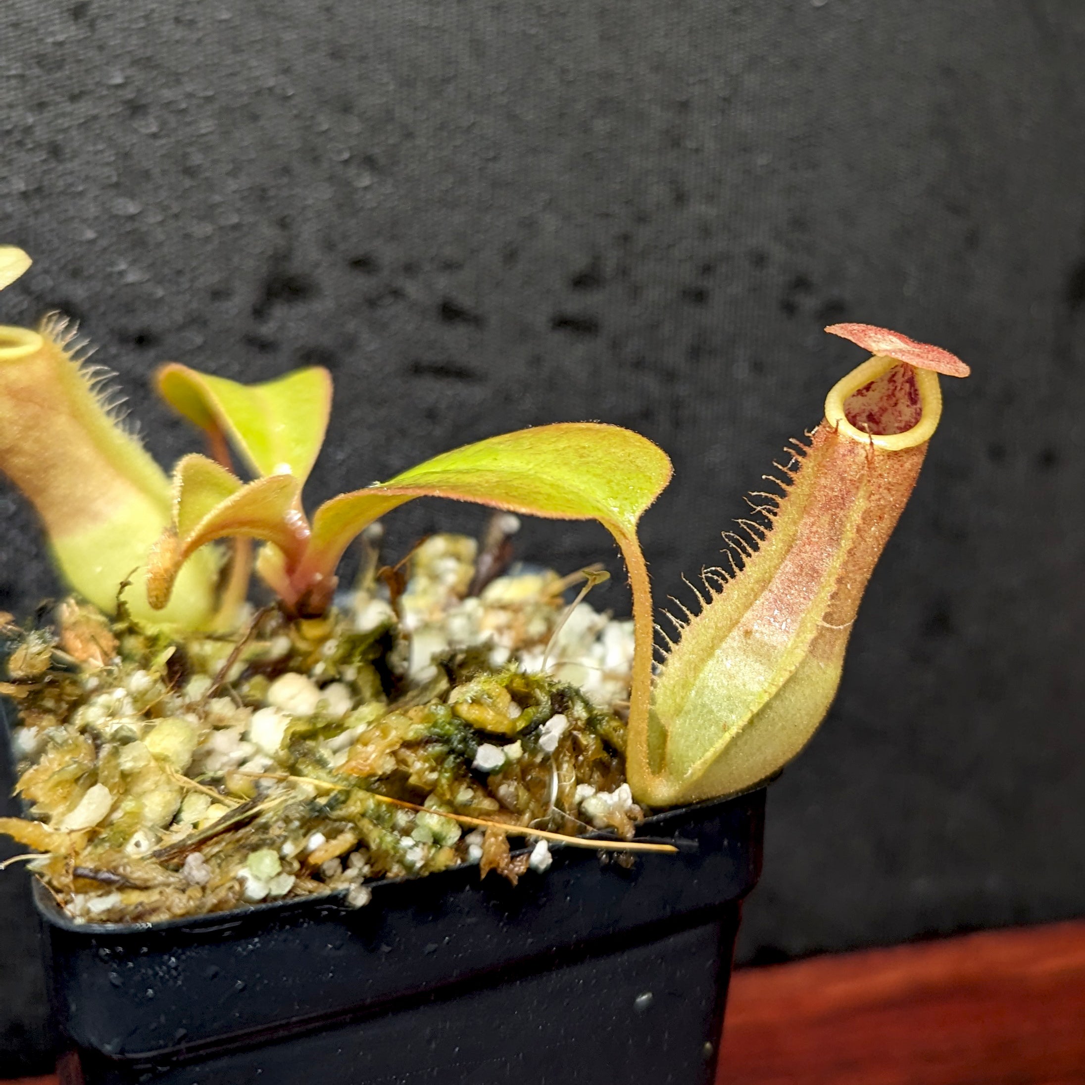 Nepenthes Maggie Jones x [(lowii x veitchii) x boschiana] -Queens