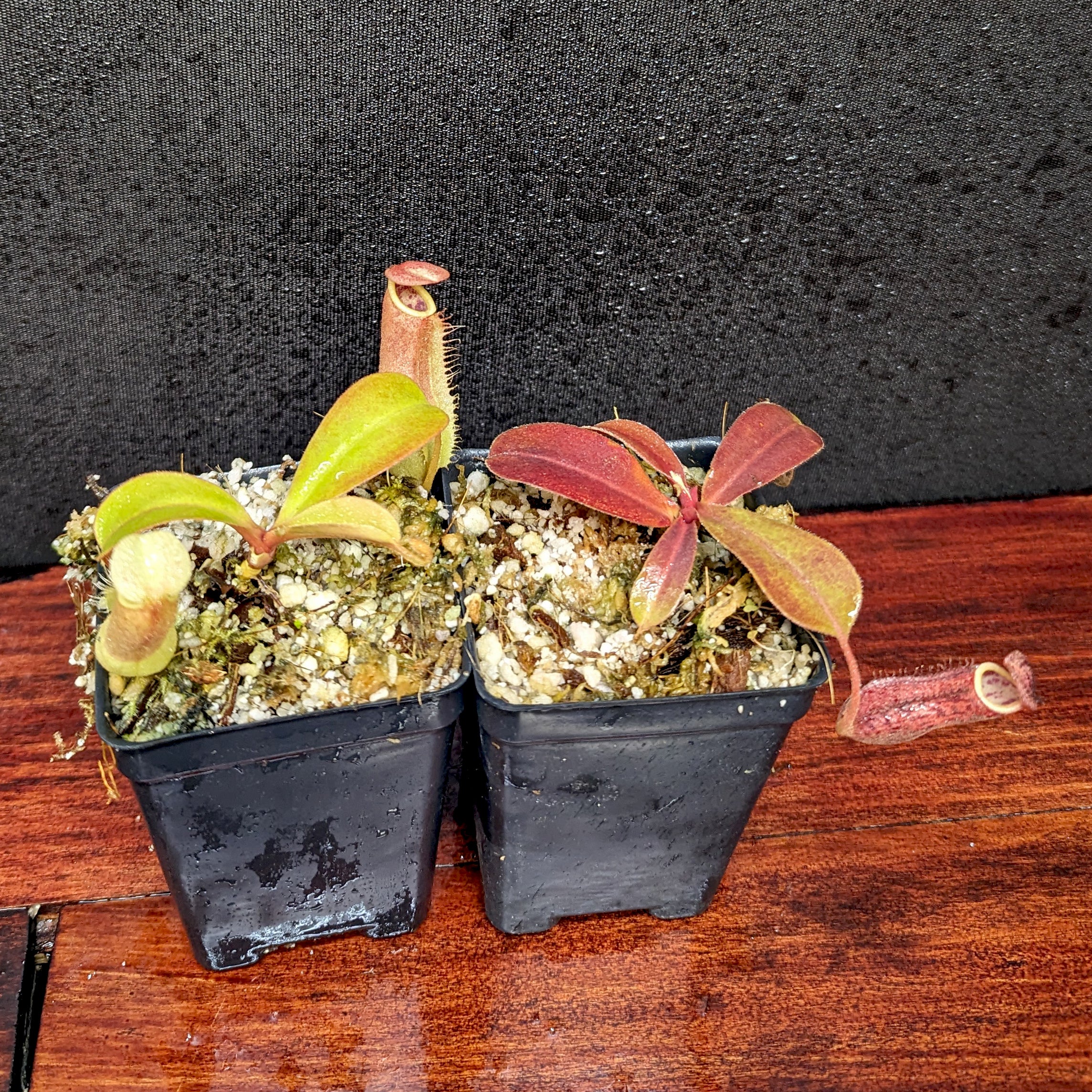 茶 nekorinS Nepenthes Maggie Jones x [(lowii x veitchii) x boschiana] -Queens