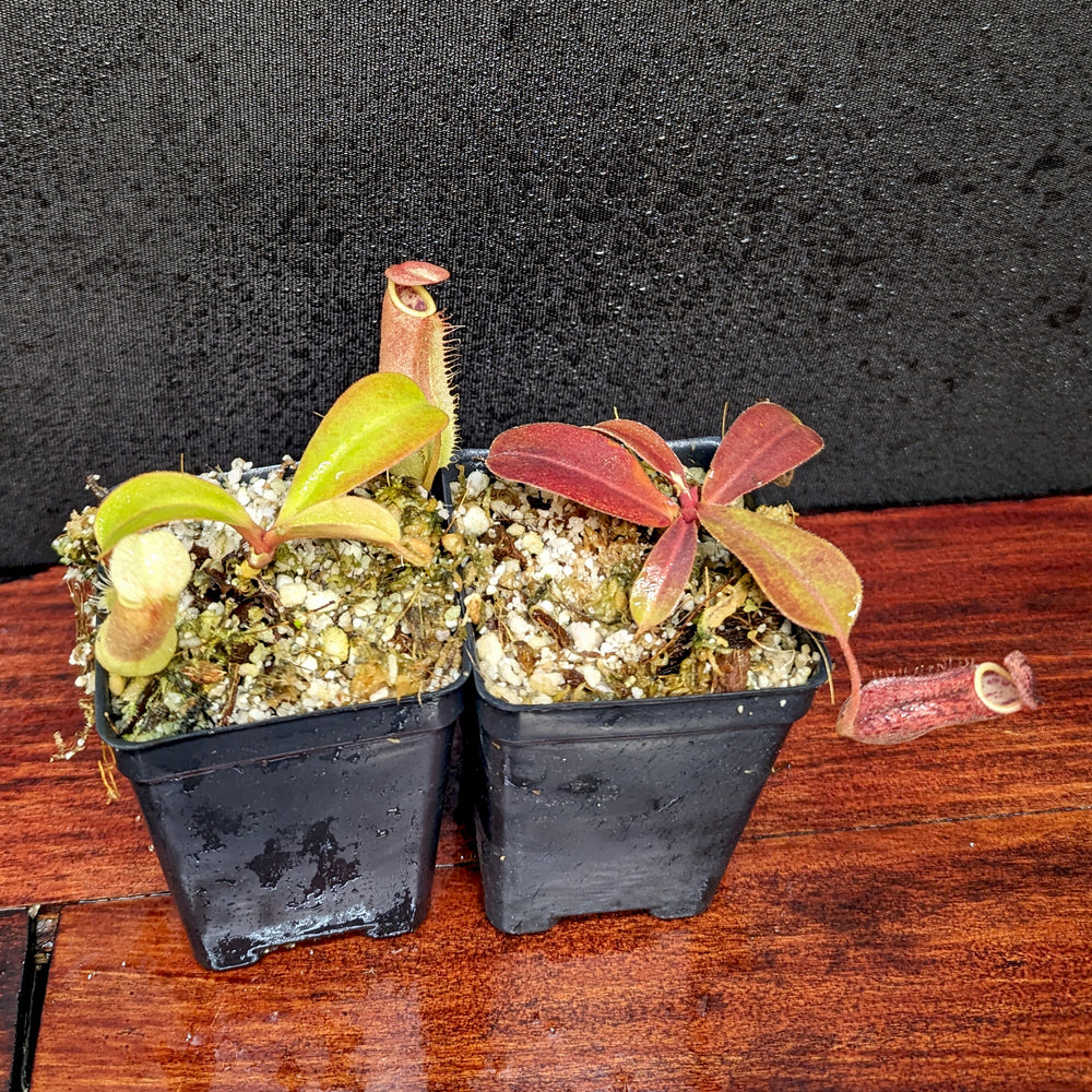 
                      
                        Nepenthes Maggie Jones x [(lowii x veitchii) x boschiana] -Queens Collar, CAR-0397
                      
                    