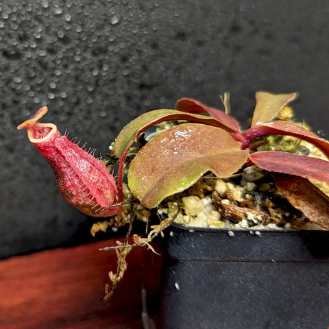 Nepenthes Maggie Jones x Queens Collar pitcher plant with a red elongated pitcher in a small pot