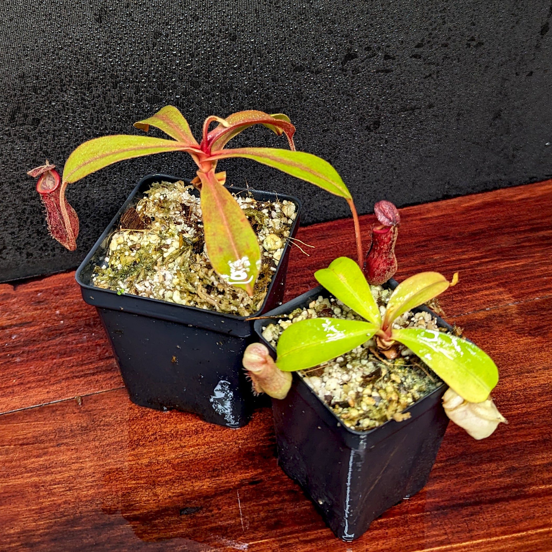 Nepenthes Maggie Jones x [(lowii x veitchii) x boschiana] -Queens