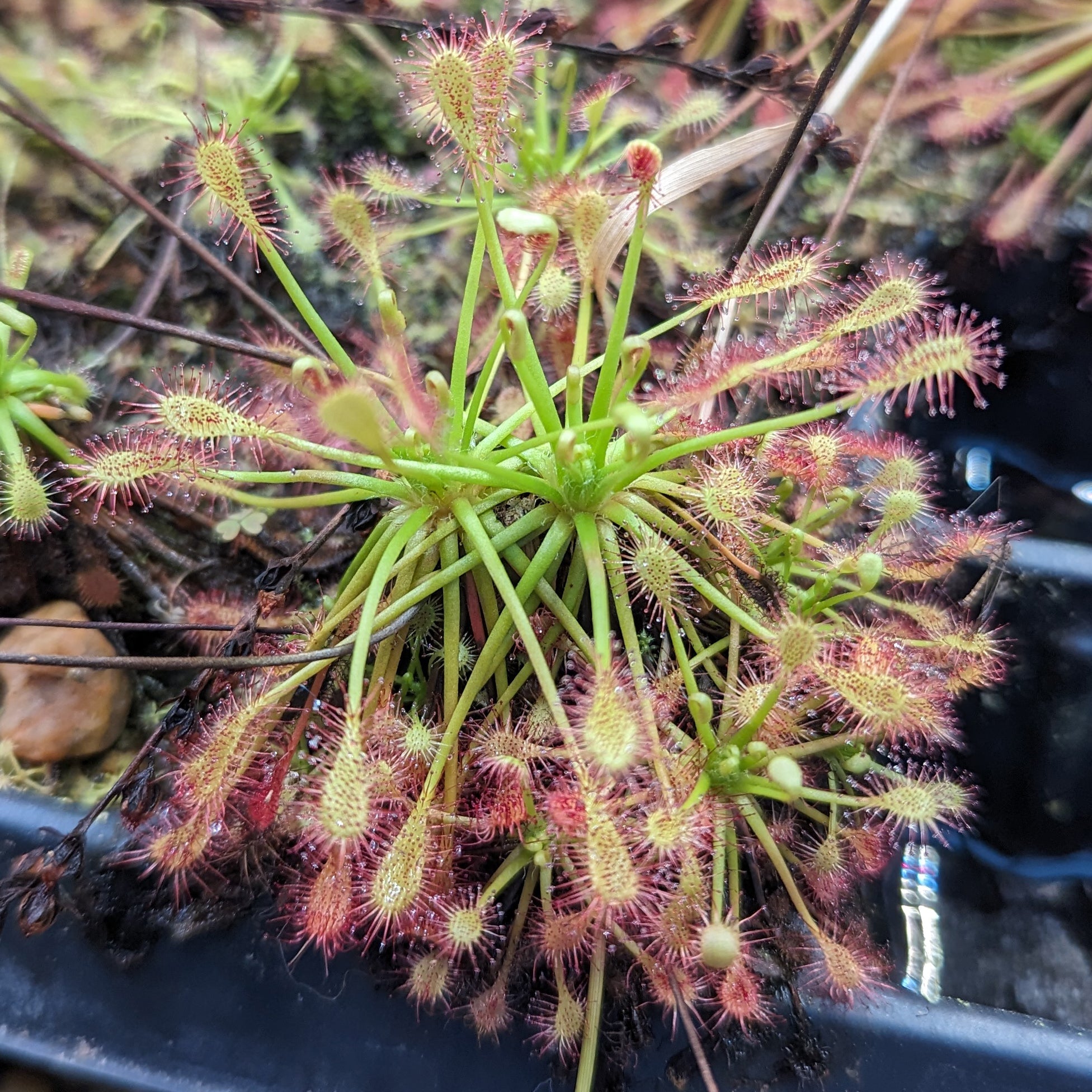 Spoonleaf Drosera intermedia, Spoonleaf Sundew – Carnivero