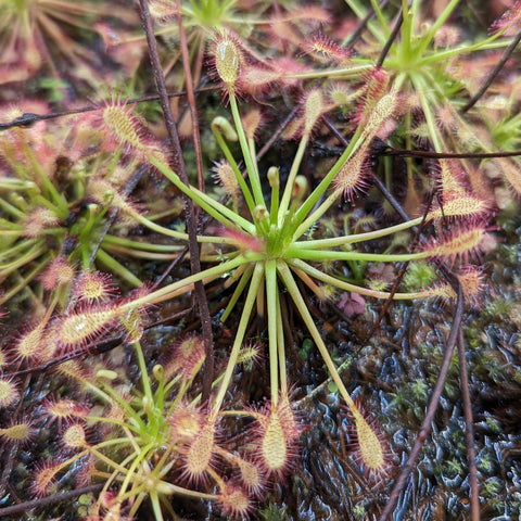 Drosera intermedia spoonleaf sundew with a rosette of pale green leaves and red dew-covered tentacles