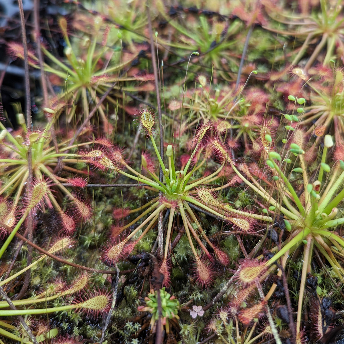 Spoonleaf Drosera intermedia, Spoonleaf Sundew – Carnivero