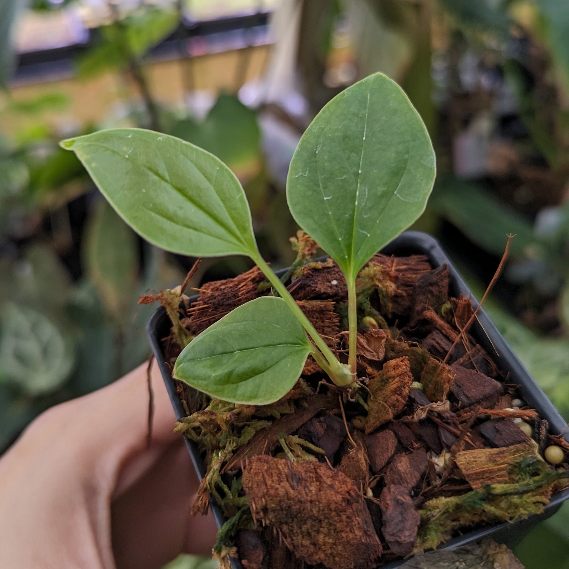 Anthurium draconopterum – Carnivero