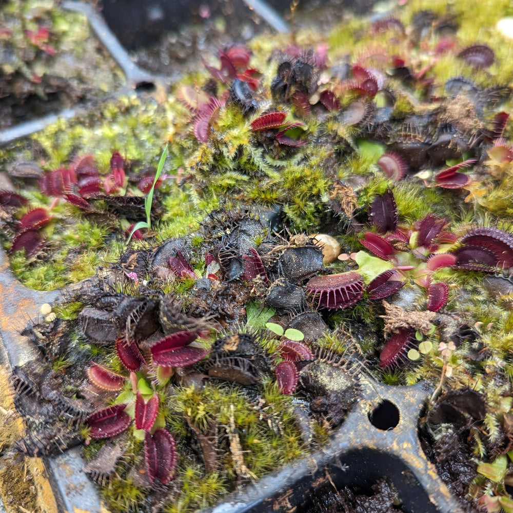 
                      
                        Venus Flytrap- Dionaea muscipula "Purple Ambush" Wholesale
                      
                    