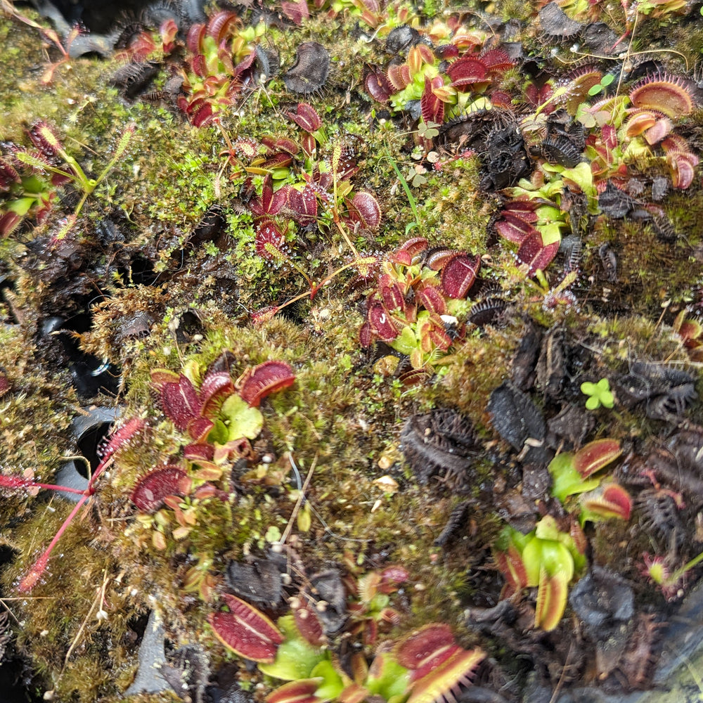 
                      
                        Venus Flytrap - Dionaea muscipula Wholesale
                      
                    