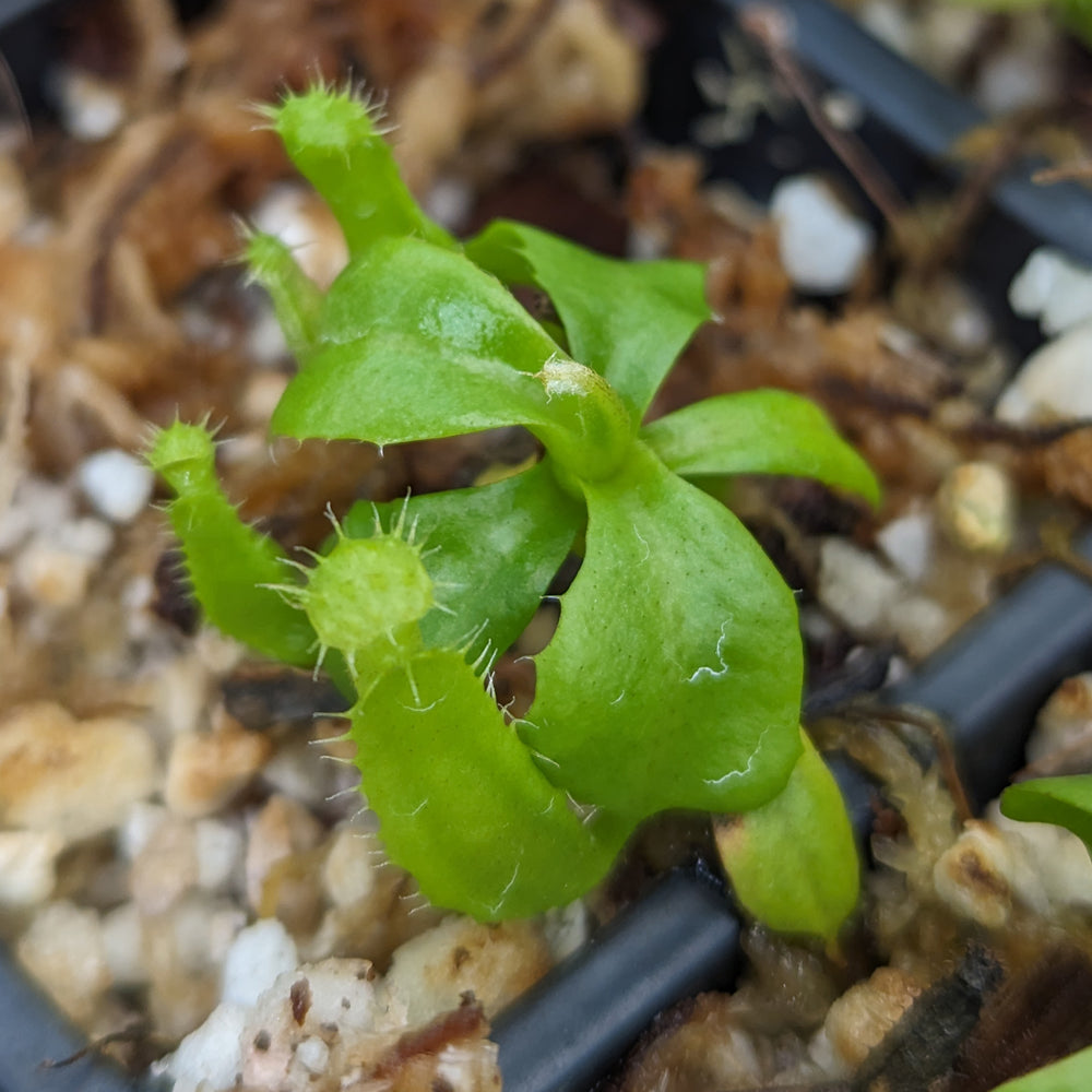 
                      
                        Nepenthes truncata (d) x edwardsiana, CAR-0218
                      
                    