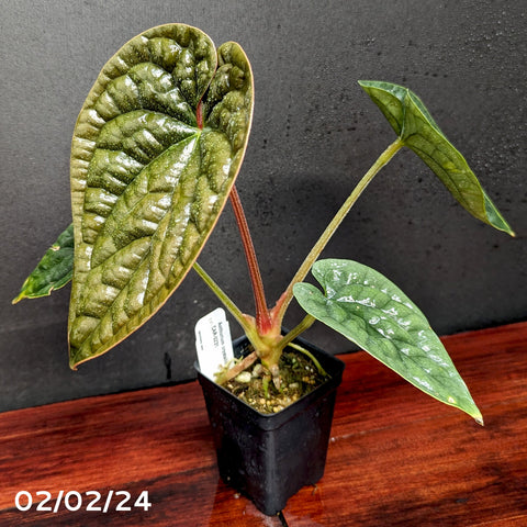 Anthurium crystallinum Dark x luxurians plant with glossy textured green leaves and pale venation