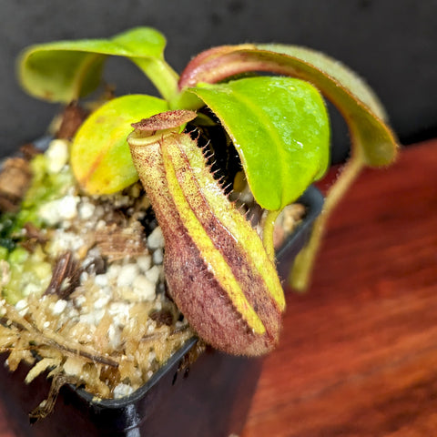 Nepenthes Red Ruffled hybrid pitcher plant with a yellow brown striped pitcher and green leaves.