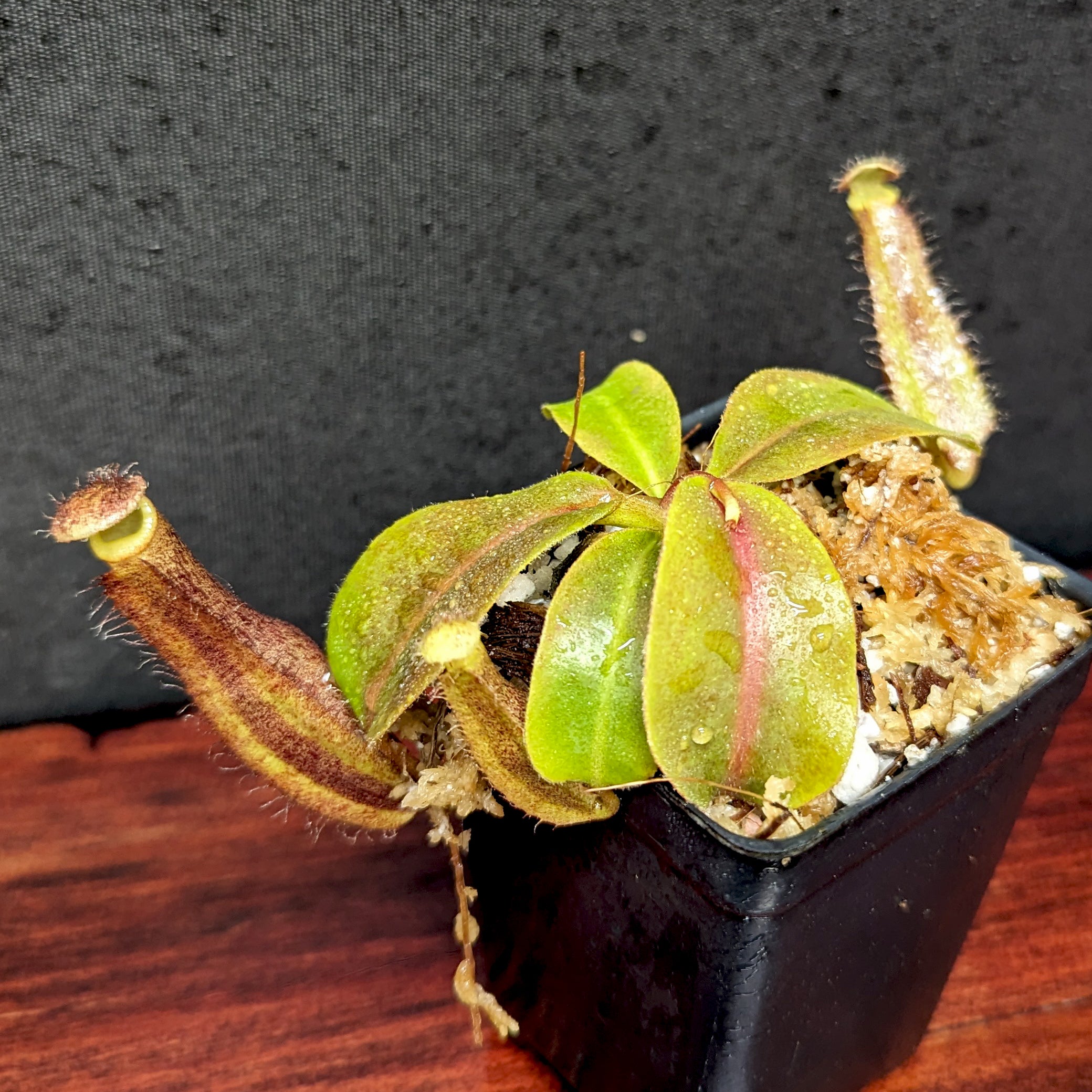 Nepenthes boschiana x truncata (c)-E, CAR-0399 – Carnivero