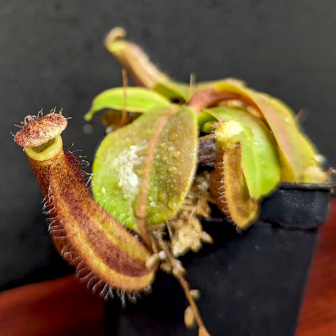 Close up of Nepenthes boschiana x truncata showing a brown hairy pitcher and green leaves