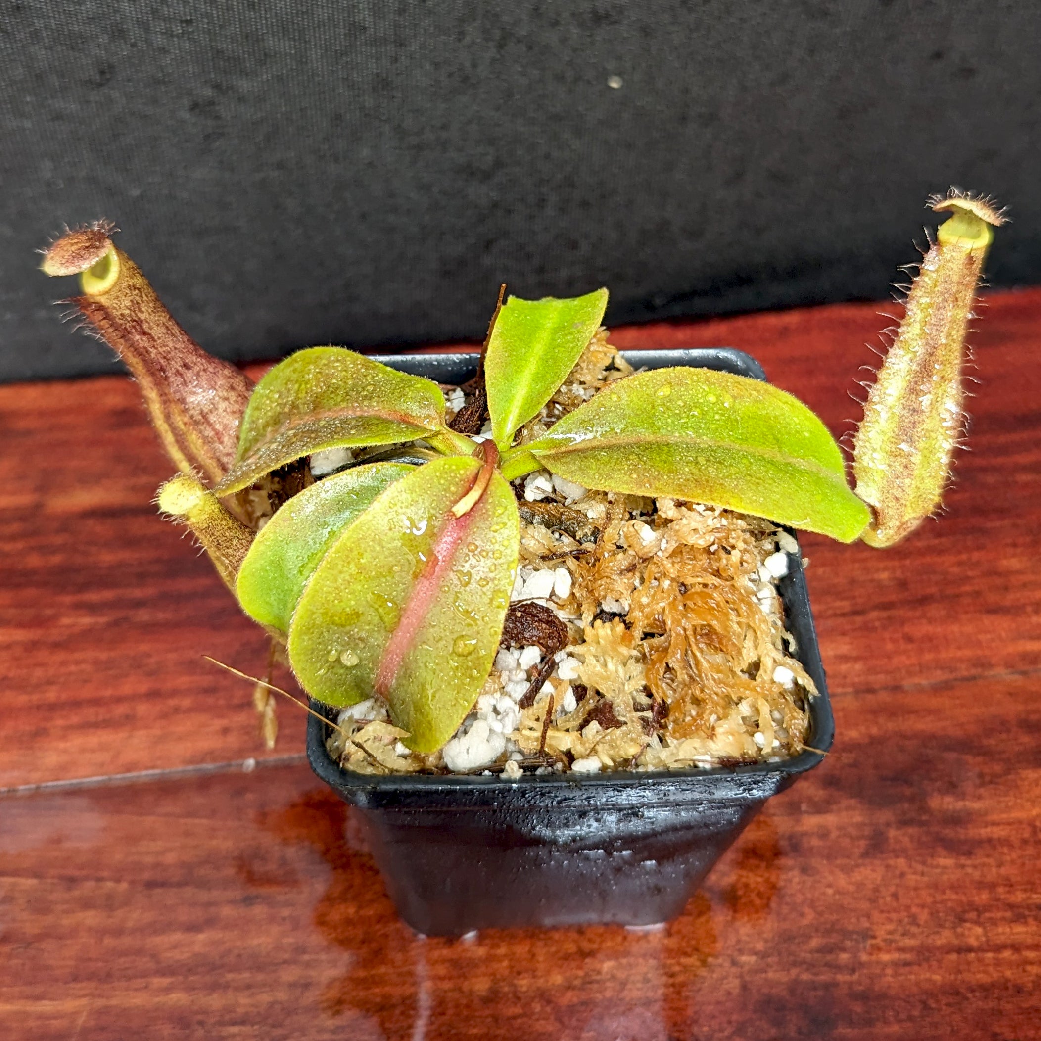 Nepenthes boschiana x truncata (c)-E, CAR-0399 – Carnivero