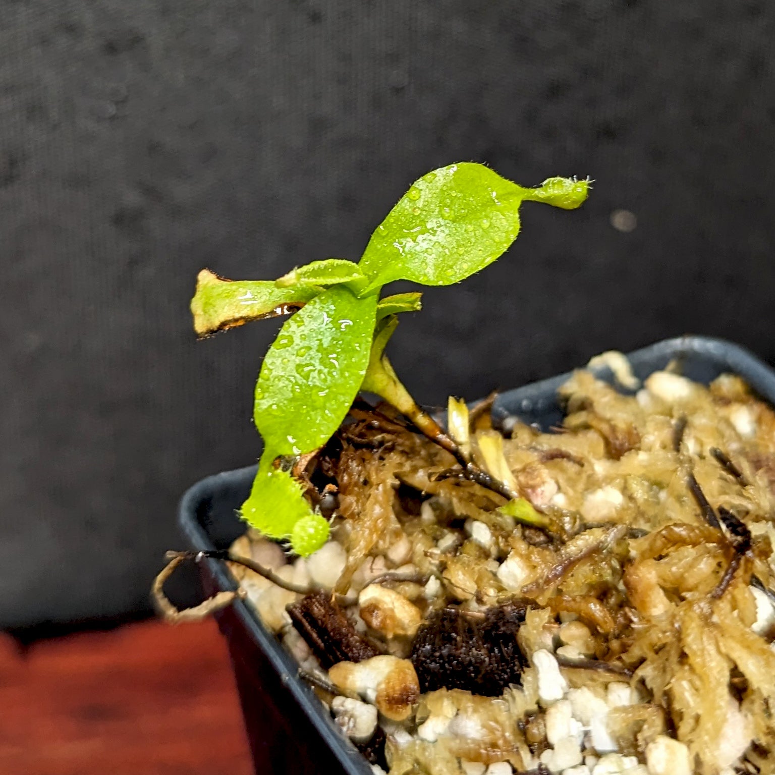 PXL_20240202_192540875.jpg?v=