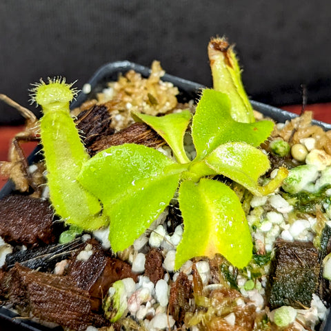 Young Nepenthes truncata JB x lowii Kinabalu seedling with bright lime leaves in a gritty potting mix