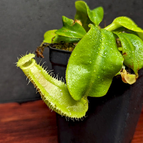 Close up of a pale green Nepenthes veitchii JB x robcantleyi pitcher with a hairy fringed rim.