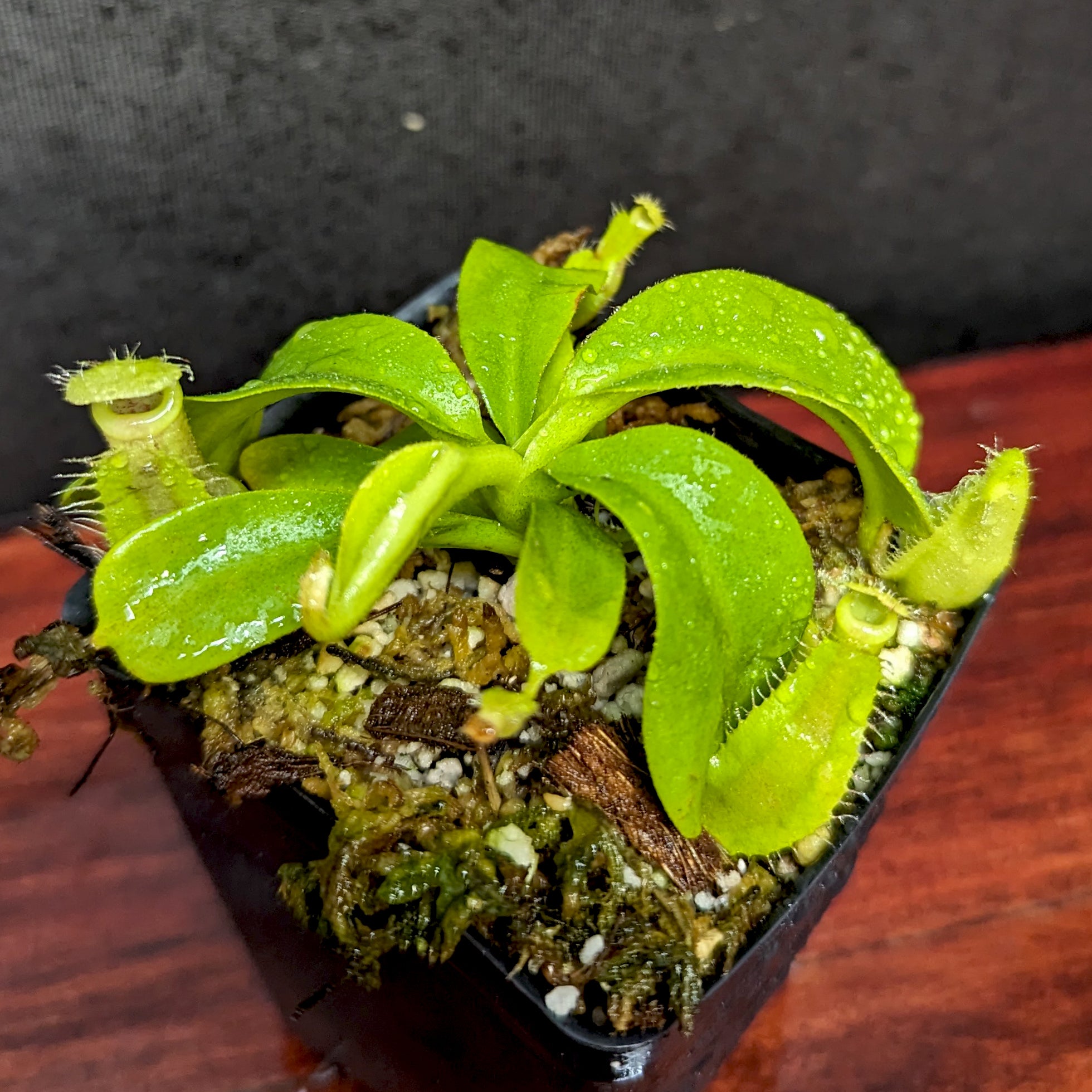 ポーニ Nepenthes appendiculata x platychila white, CAR-0648 – Carnivero