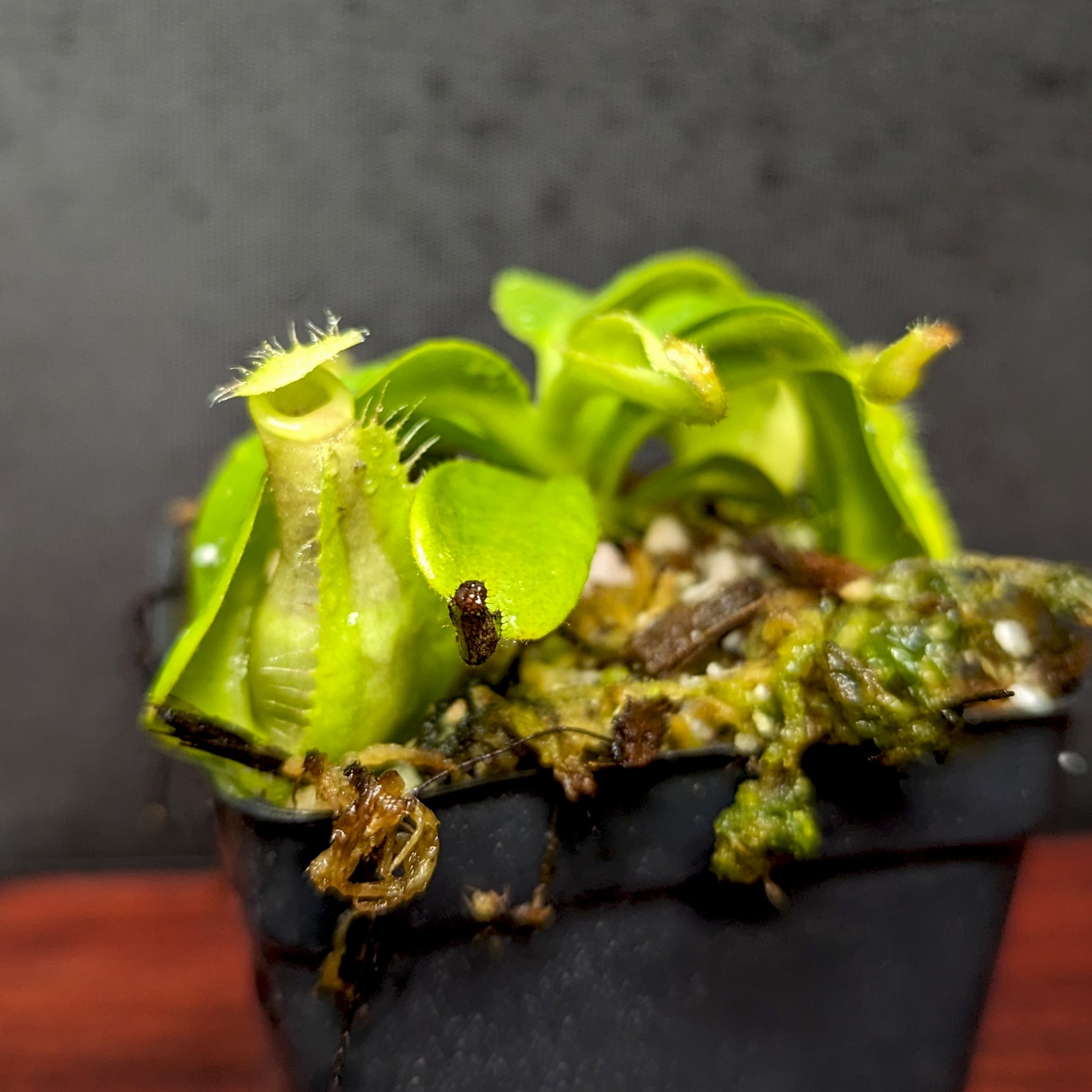 Nepenthes veitchii JB x robcantleyi, CAR-0402 – Carnivero