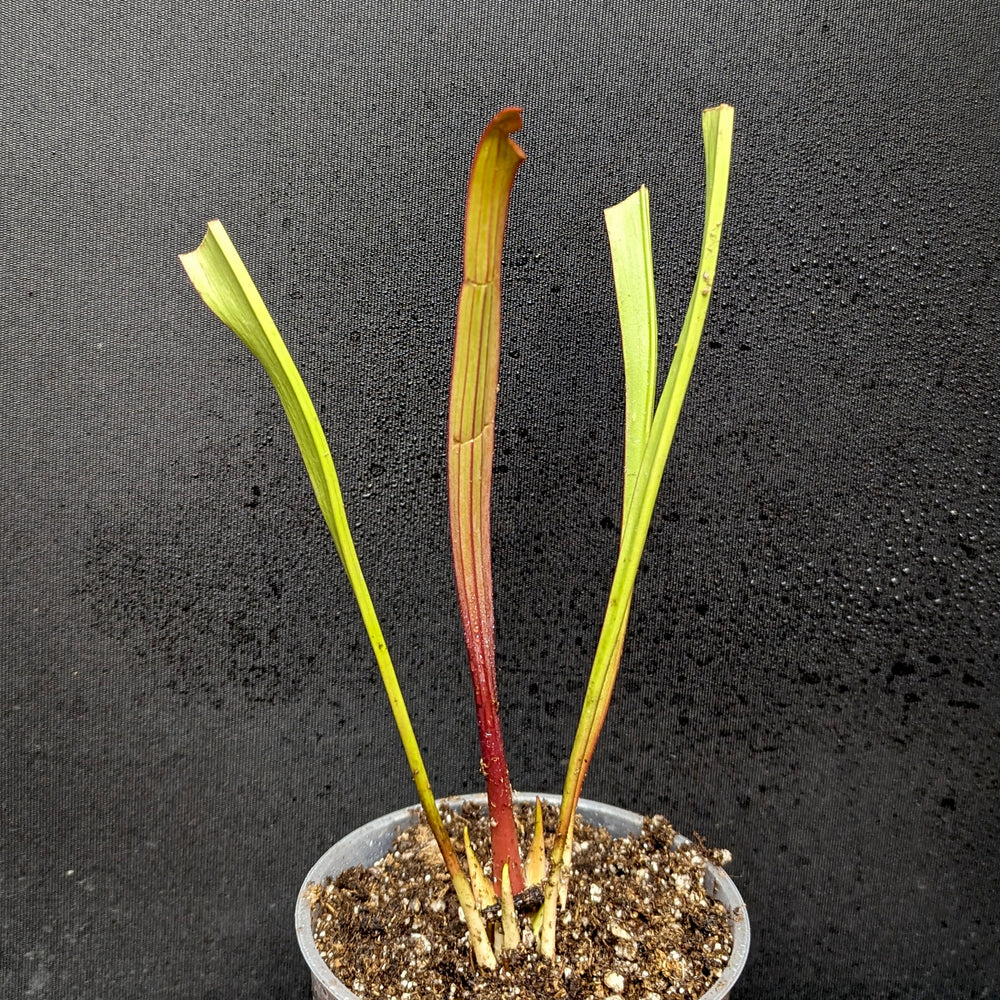 
                      
                        Sarracenia ( x 'Leah Wilkerson' ) x ( x 'Adrian Slack' )
                      
                    