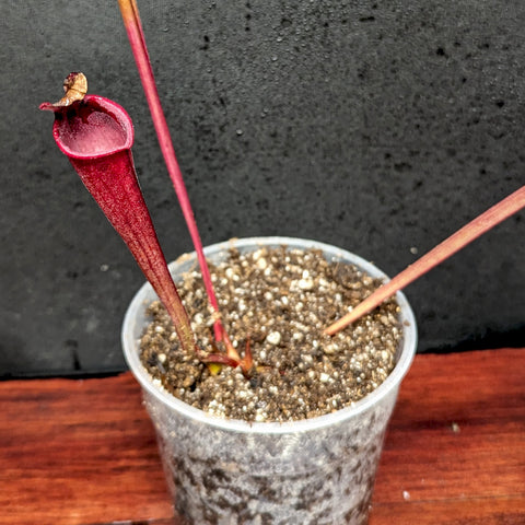 Sarracenia Dirty Monkey pitcher plant in a clear plastic pot with a tall crimson pitcher.