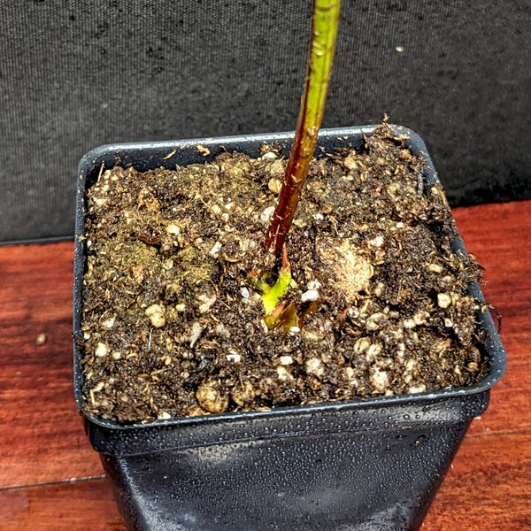 Sarracenia leucophylla, Washington Co, AL